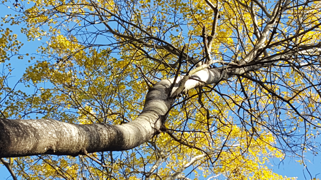 Une approche culturelle du paysage