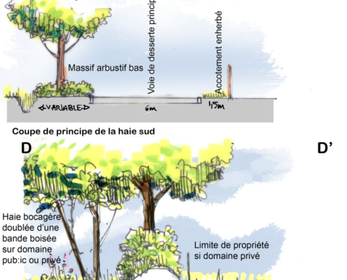 Coupes de principe des franges de la ZA