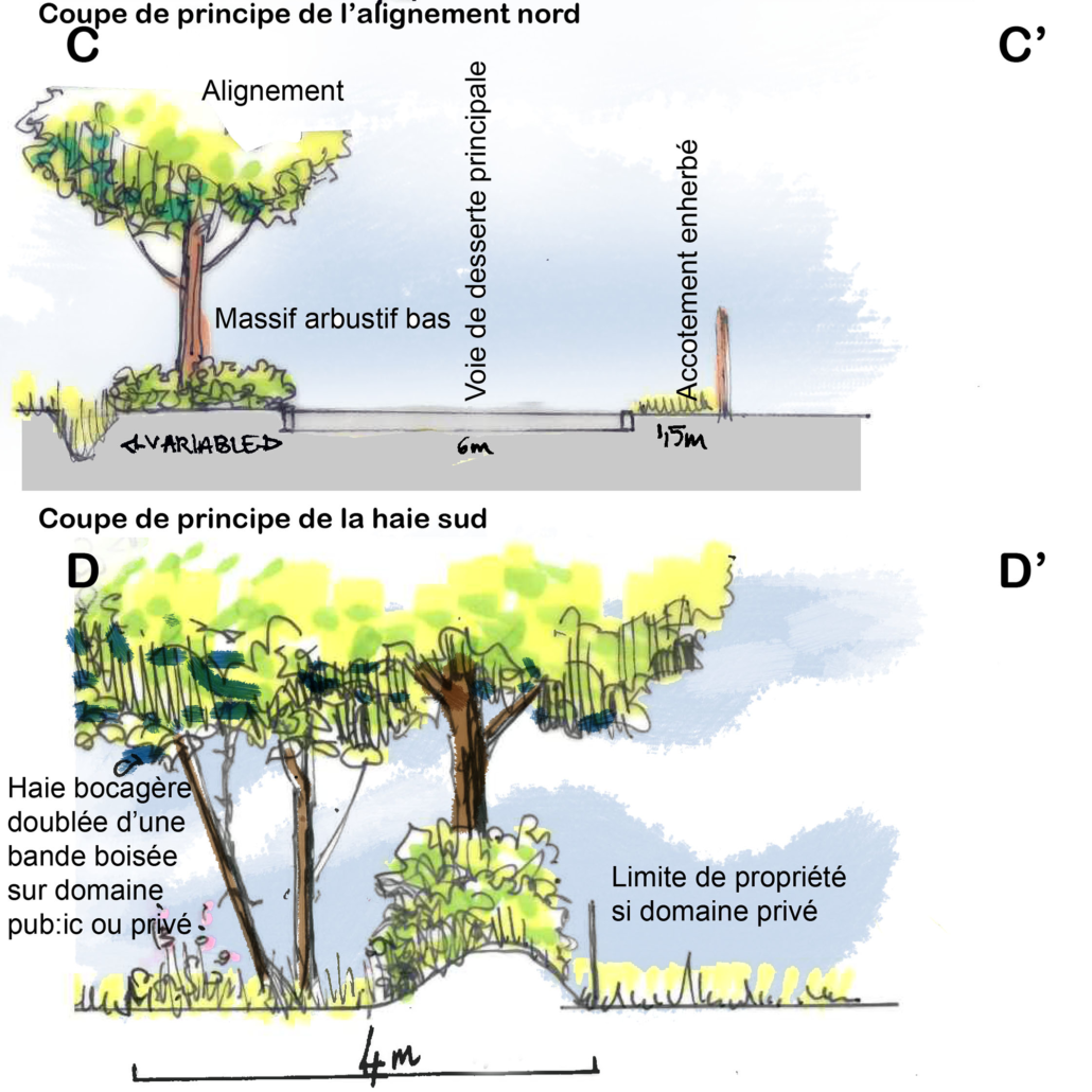 Coupes de principe des franges de la ZA
