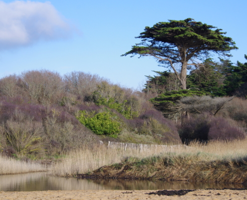 La côte sauvage