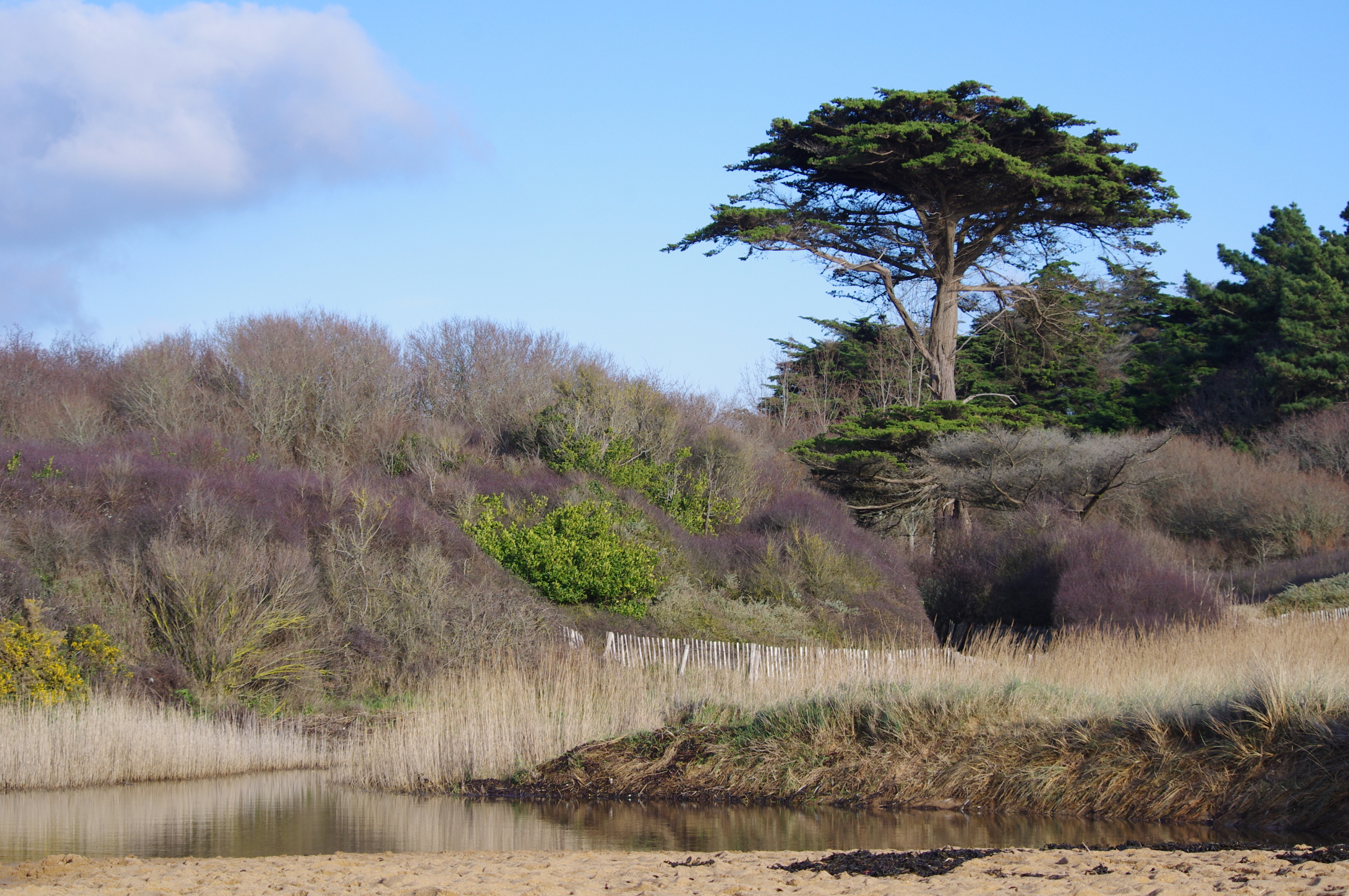 La côte sauvage