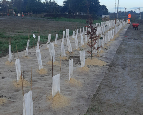 Vue proche des plantations