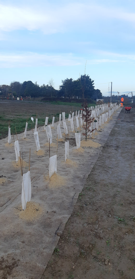 Vue proche des plantations