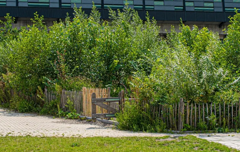 Image de référence d'une mini forêt